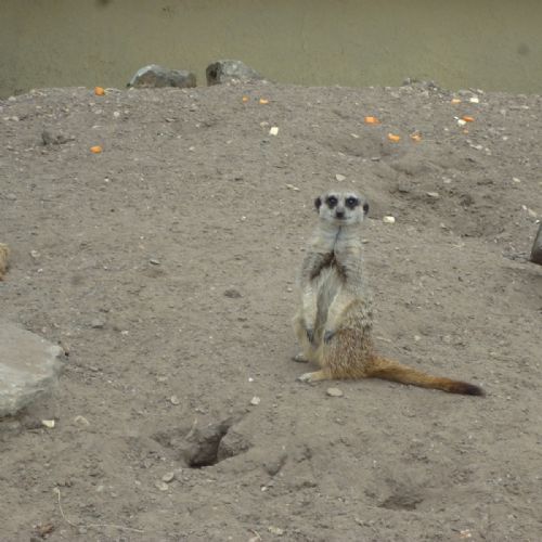 Dudley Zoo Visit