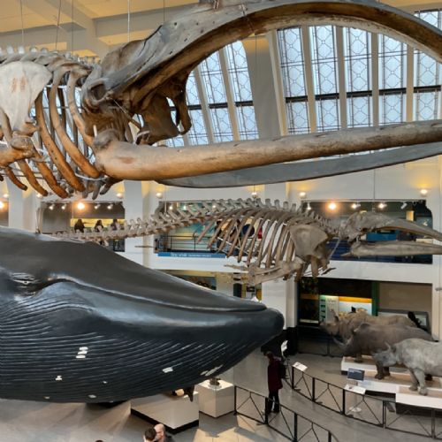 Natural History Museum